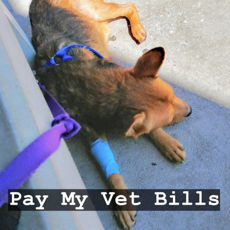 Pay My Vet Bills