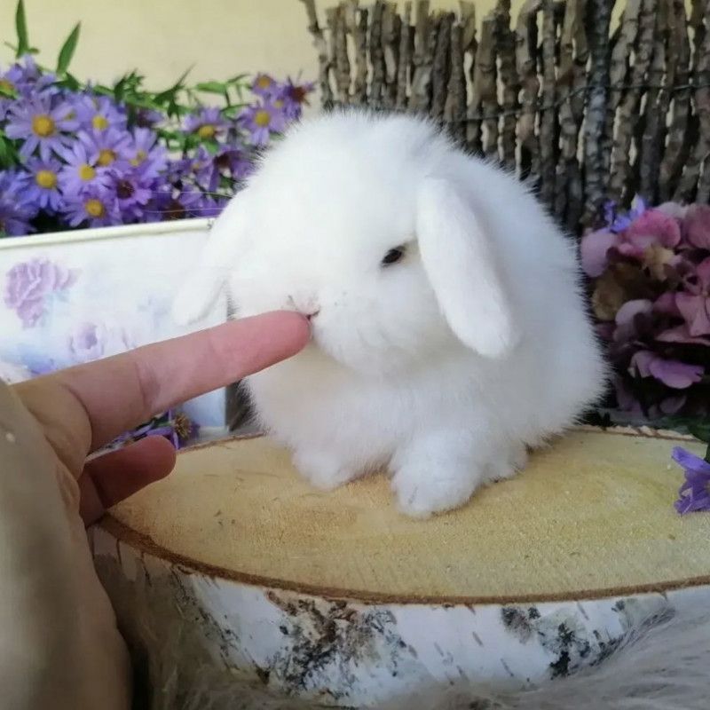 Buy me one rabbit