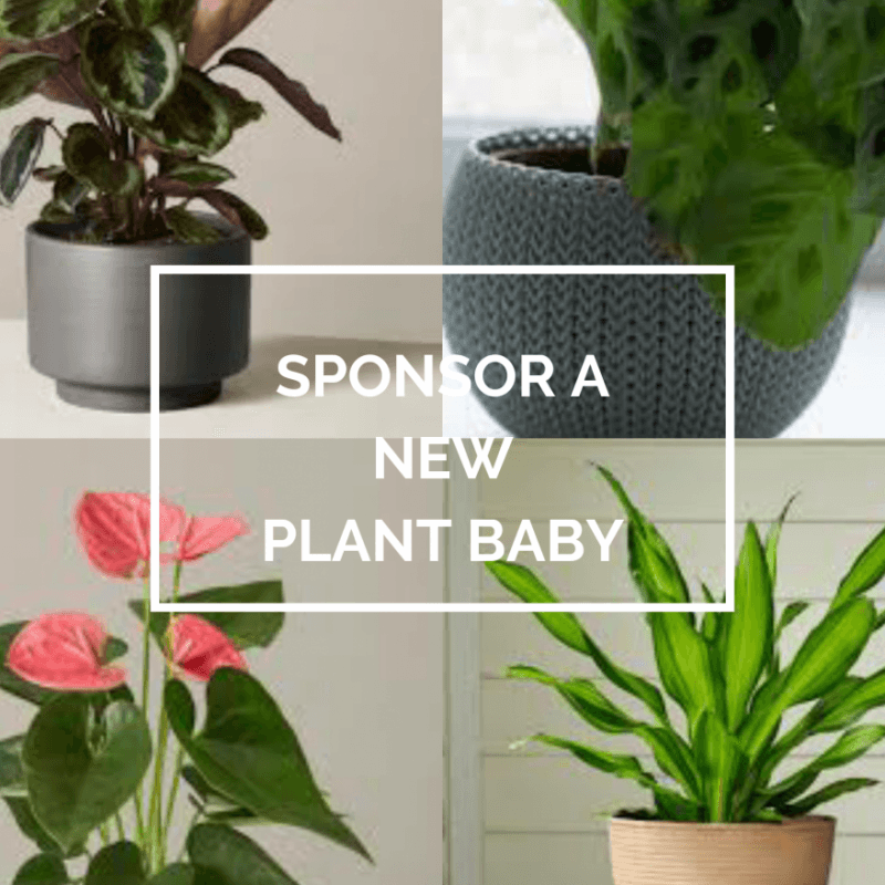 Sponsor A New Plant!