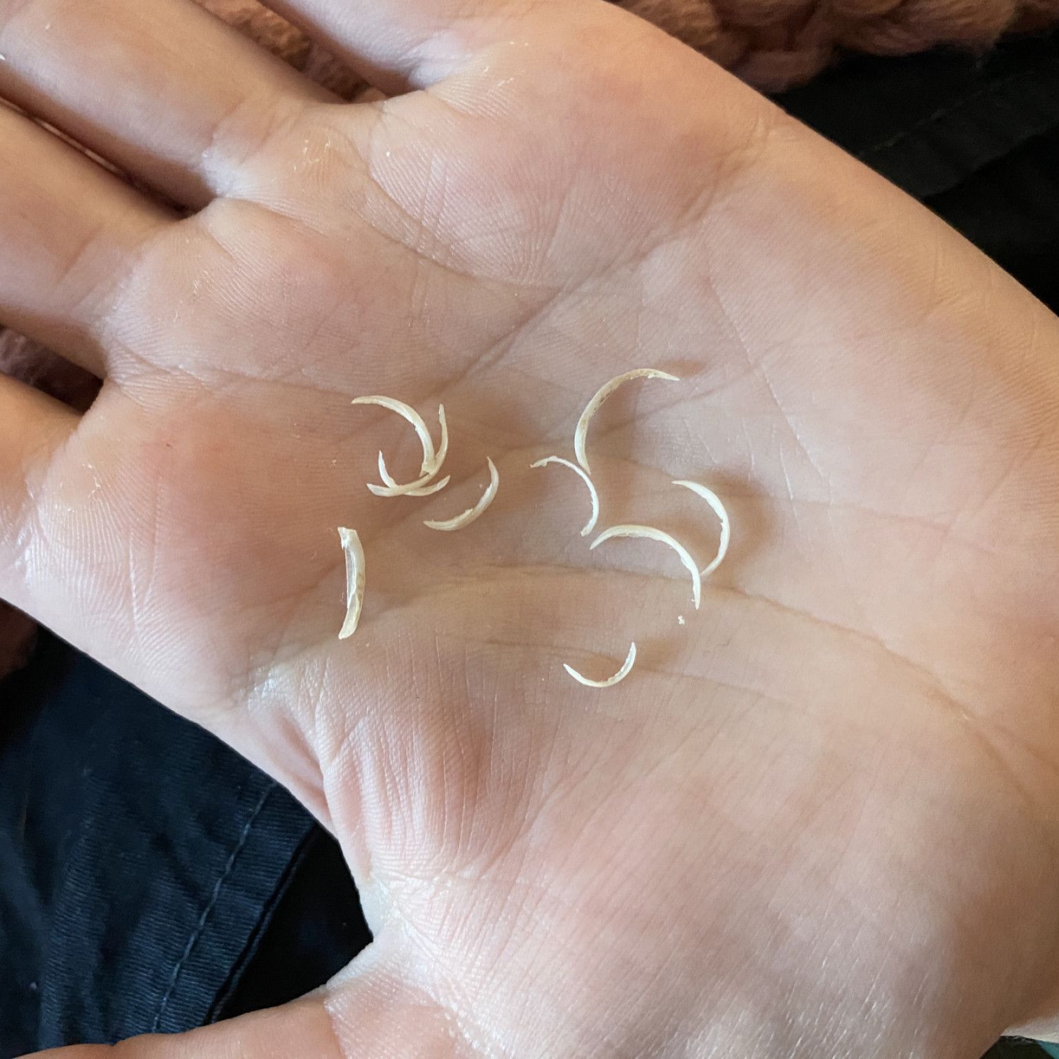 rare! free shipping: fingernail clippings