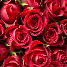 i love roses