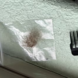 Pubic Hair trimmings