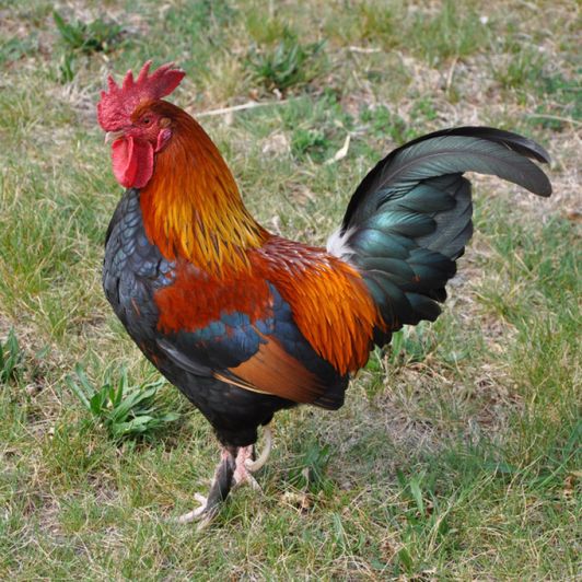Rate Your Cock