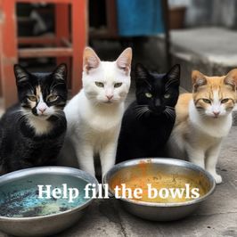 Help us feed the stray cats