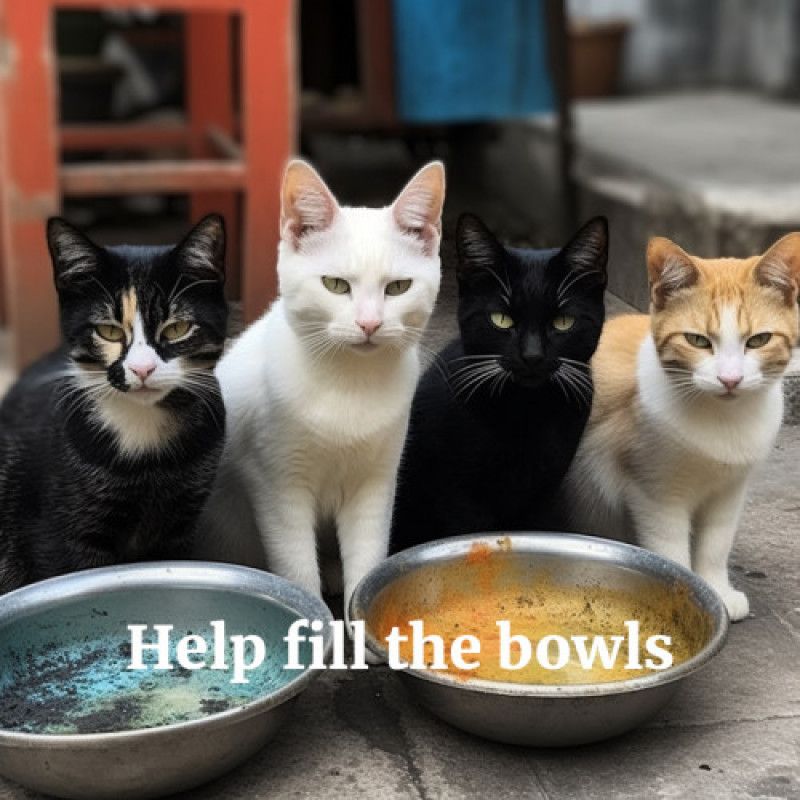 Help us feed the stray cats