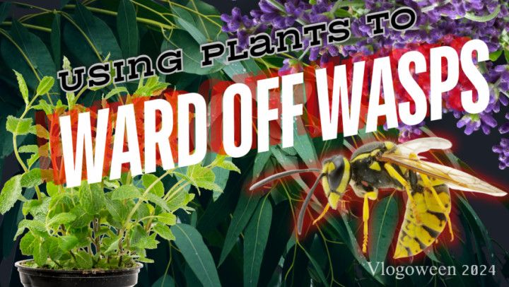 Vlogoween #3: How To Ward Off Wasps Naturally