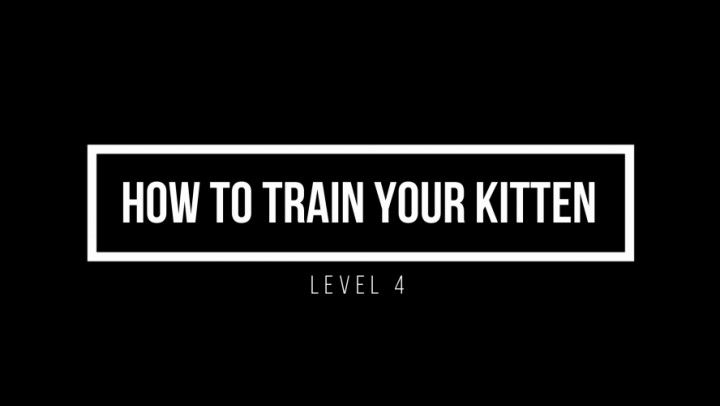 How To Train Your Kitten - Part 4