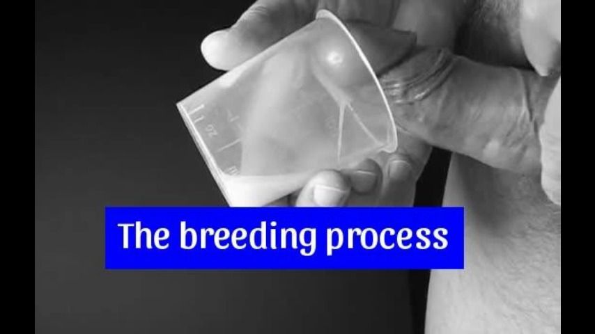 The breeding process