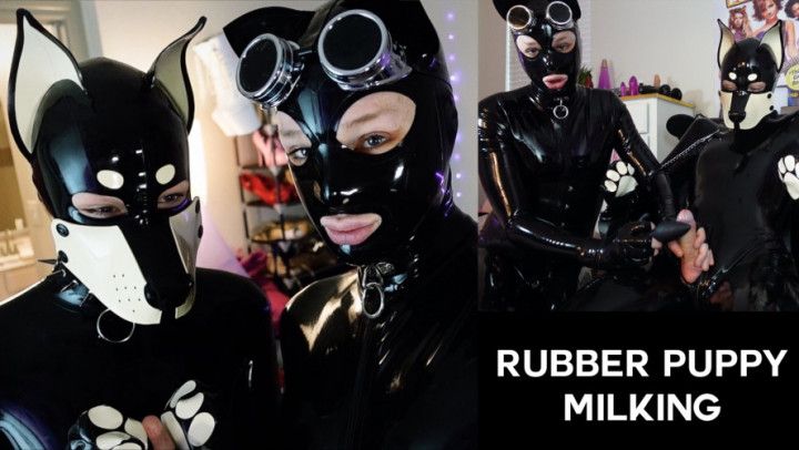 Rubber Puppy Milking