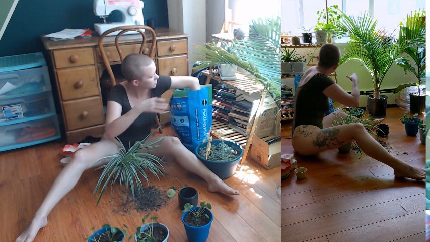 Afternoon Plant Care, MultiView