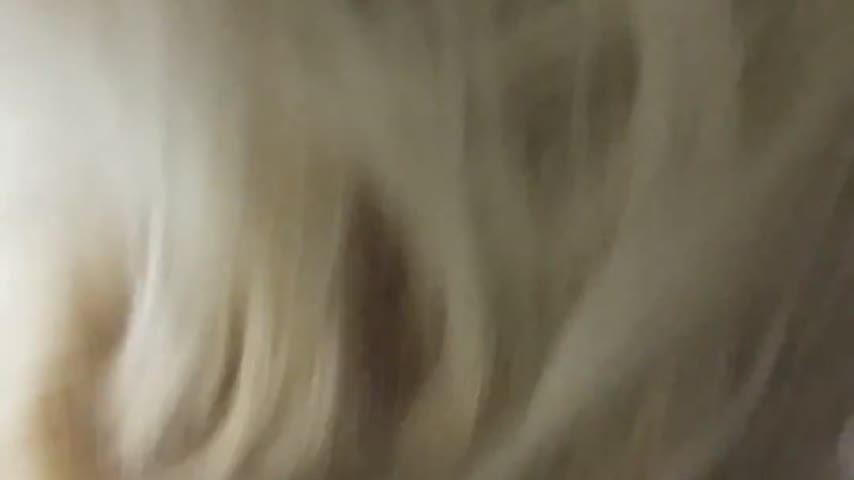 Niagra trip blowjob number 2