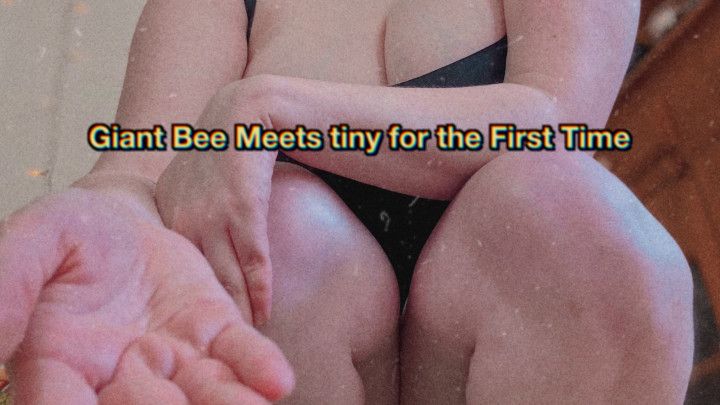 Giant Bee meets tiny for the first time