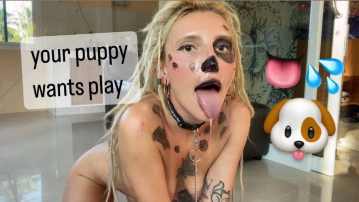 Playful puppy | your Pet wants play