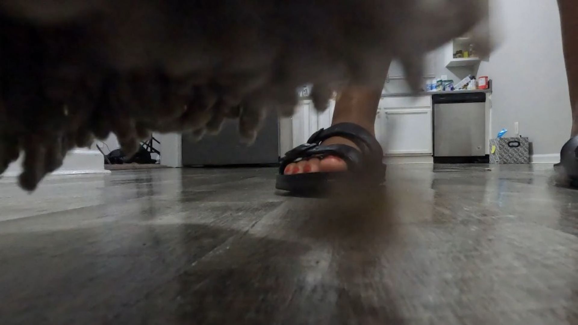 teeny dragged across floor by unaware giantess pov