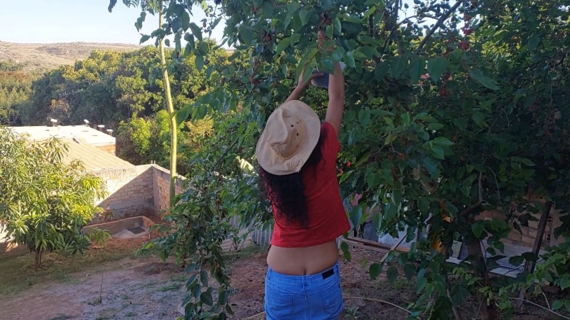 Mulberry tree harvest buttcrack