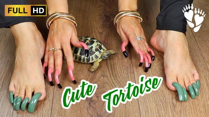 Tortoise and Long Nails