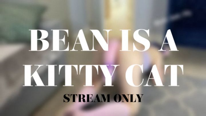 BEAN IS A KITTY CAT - STREAM ONLY