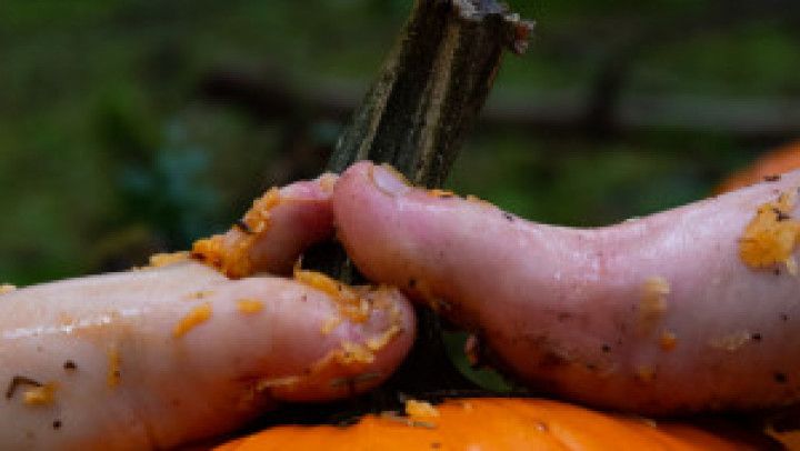 Pumpkin Foot Fuck