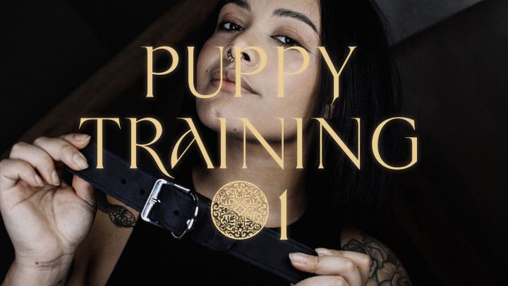 Puppy Training #1