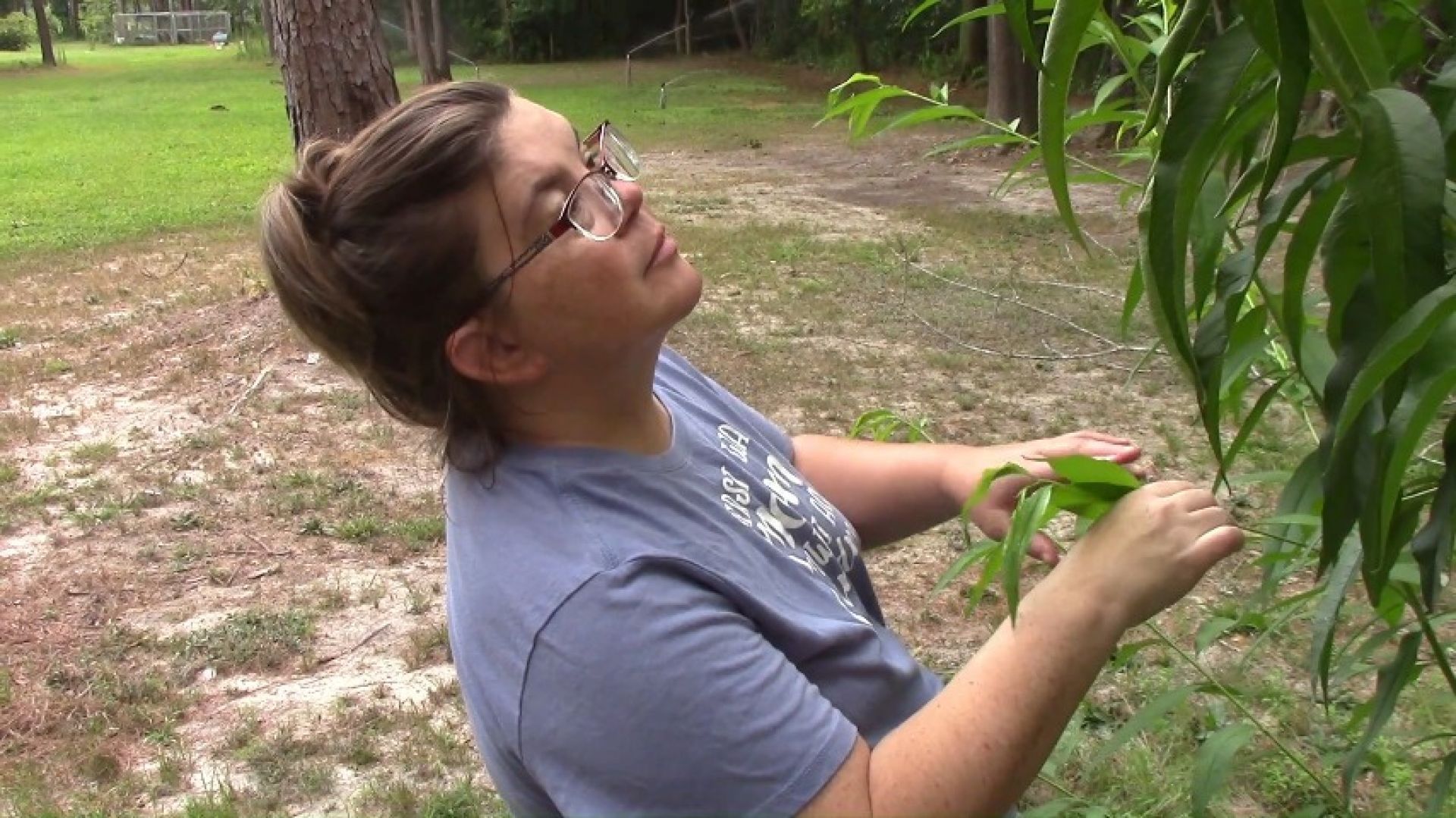 Orchard Flashing