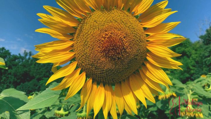 Blowjob in Sunflowers