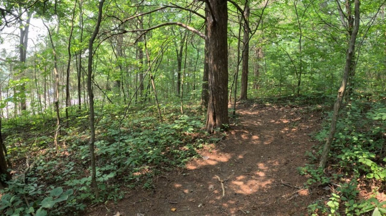 Public play in the woods next to highway