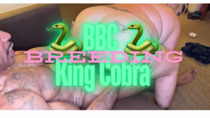 Hotwife Venus Bred By BBC King Cobra