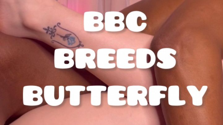 BBC Breed Butterfly