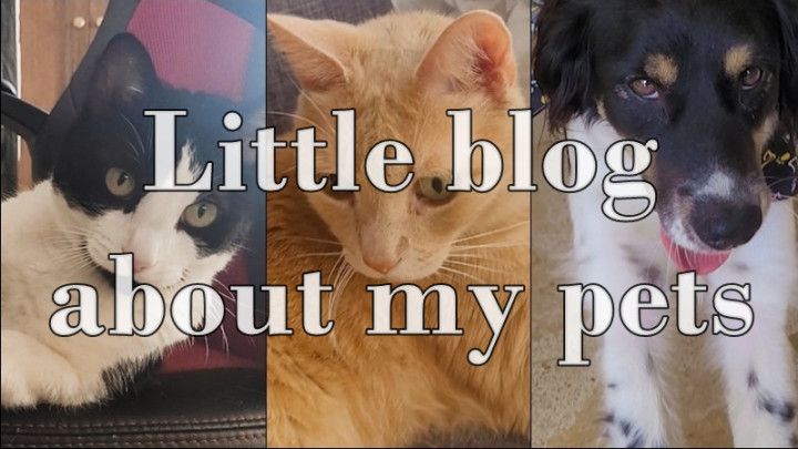 SFW Blog - Meet my pets