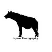 Hyenaphoto avatar
