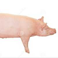 Slave pork porco pig avatar