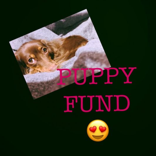 Puppy Fund!