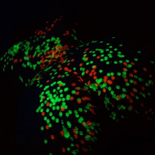 Playing with blacklight wax: 18 HD pics