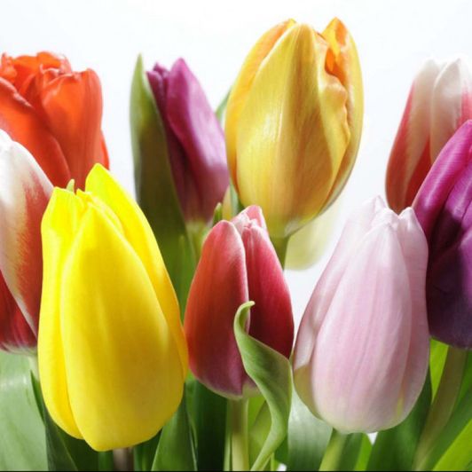 tulipanes for make my smile