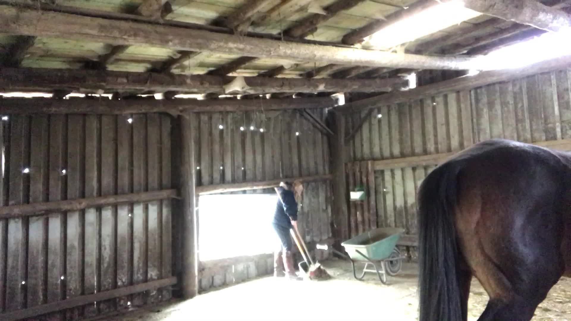 German Barnwork -just cleaning the Stall