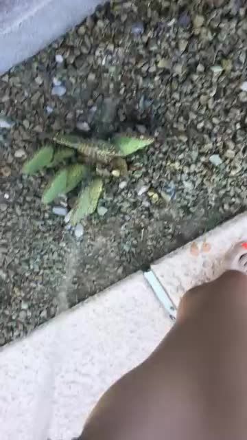 Pissing On a Cactus and Myself