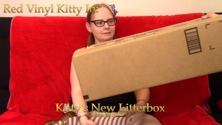 Kitty's New Litter Box