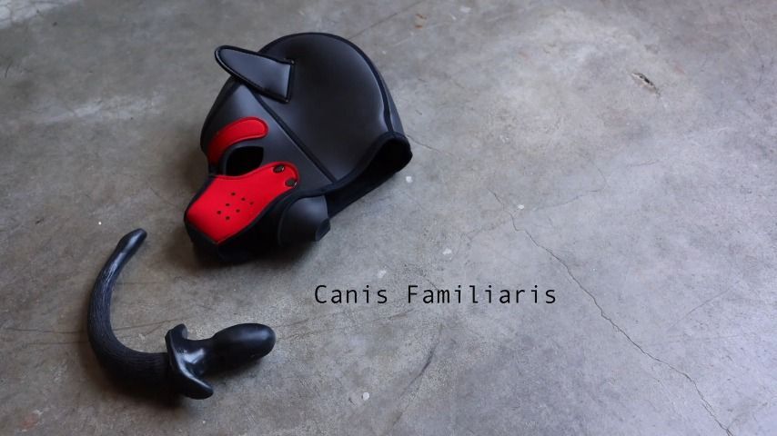 Canis Familiaris with Cam
