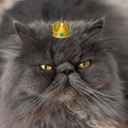 KingRaulito avatar