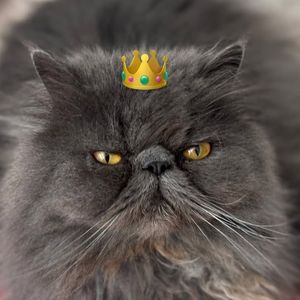 KingRaulito avatar