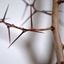 Black Thorns