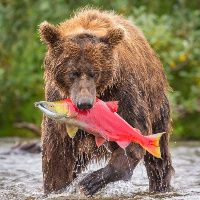 BourbonBear avatar