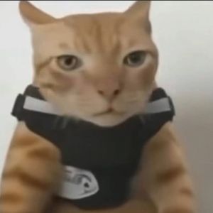 Chitocruush avatar