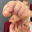Dragonfoot