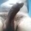 FatCock40