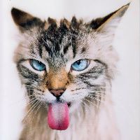 Lilu84 avatar