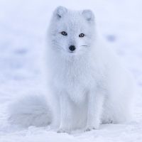 Snowfox2022 avatar