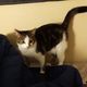 Mimithecutecat Avatar
