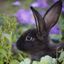 darkrabbit666