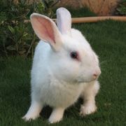 WhiteRabbit111 avatar